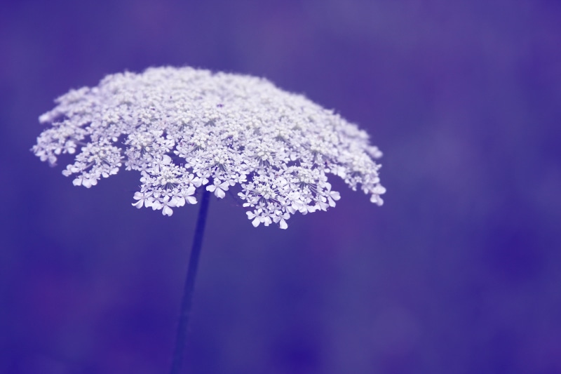 stem, season, monochrome, first, FP, macro photography, plant, white flower, queen  annes  lace, purple, photography, 4K, macro, Queen Annes lace, bokeh