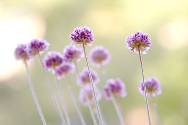 70mm, purple, photography, flower, meadow, 40D, USM, wide open, outdoors, summer, petaled, nature, shoot, plant, flowers, f/2, selective, aperture, 480P