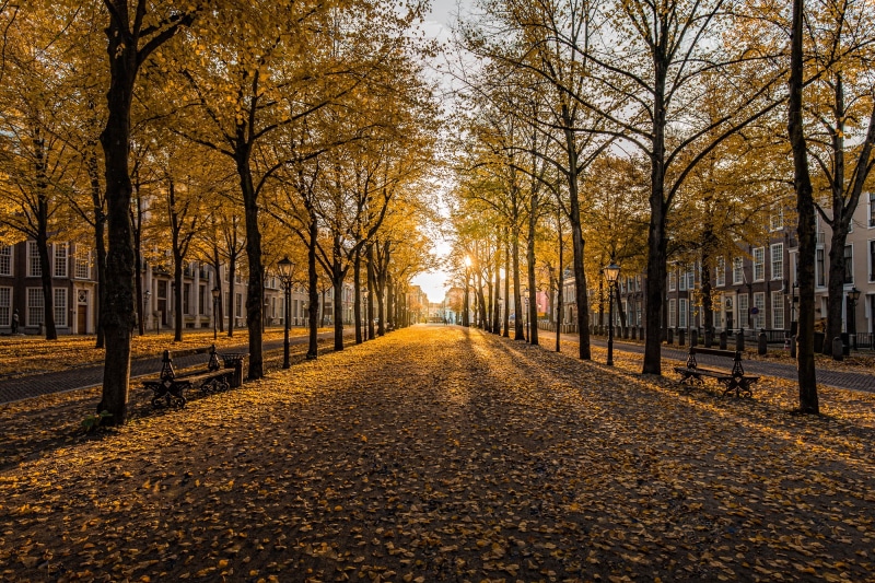 autumn, daytime, Canon EOS 6D, USM, surrounded, yellow, trees, tree, pathway, outdoors, Nederland, leaf, nature, street, Den  Haag, Tag, F4L, 1080P, The  Hague