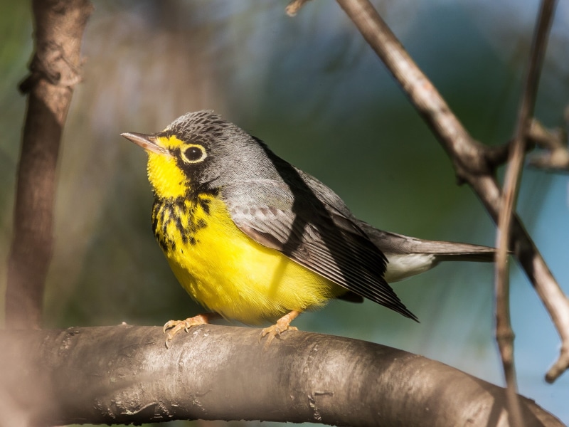 extender, 1080P, EEF, III, tree branch, canada, black and yellow, II, branch, animal, warbler, wildlife, tree, nature, black, Canada warbler, beak, bird