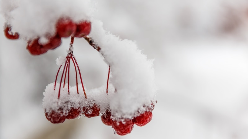 70mm, snow, branch, Canon, close-up, christmas, frost, II, Россия, cold, photo, nature, red, cherries, season, closeup, RU, snowstorm, USM, white, winter