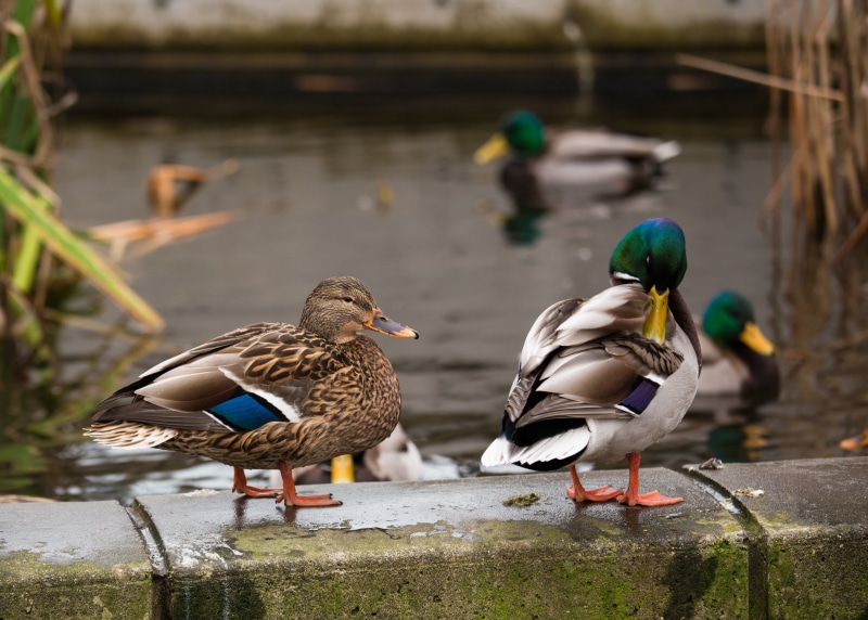 on top, mallard Duck, animal, duck, swimming Animal, outdoors, water, concrete, wildlife, feather, Canon EF 70-200mm, Duck Duck Gray Duck, Canon EF, mallard