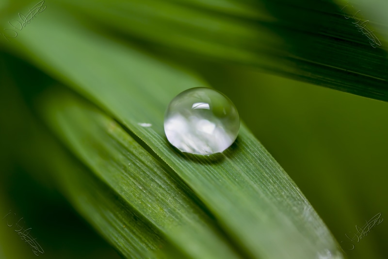 close-up, USM, water droplet, nature, wet, 4K, dew, green Color, Raindrop, plant, Grass, lol, clear, Macro, backgrounds, Manic, environment, freshness