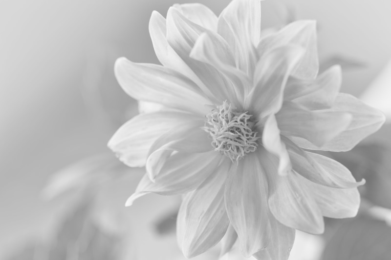 Australia, New South Wales, Macro, nature, Flower  Flower, photography, grayscale, plant, 5K, flower Head, USM, close-up, white, flower, High Key, white flower