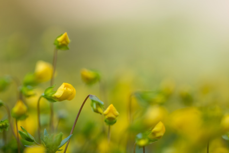 nature, springtime, makro, country, canon eos, focus, outdoors, yellow, lens, photo, ƒ / 2,8, camera, summer, geo, Macro, 5K, green Color, focal_length