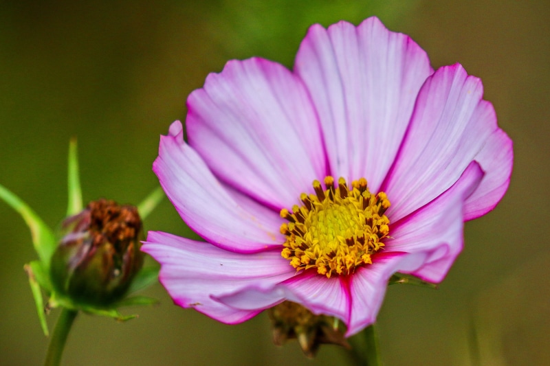 blossom, pink Color, Nature, flower Head, florescence, summer, Colors, flora, 6L, petaled, Language of Flowers, pink, plant, close-up, close-up photography