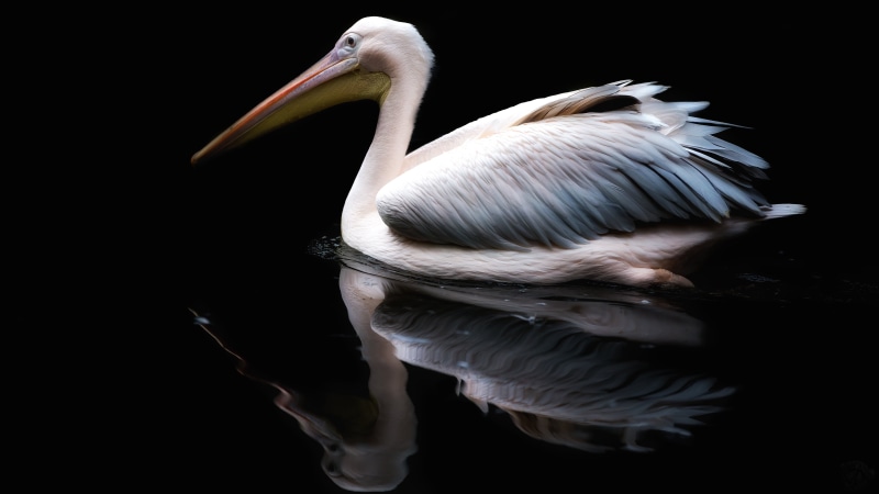 photo, body of water, Awesome, 70-200mm, Pelikan, 5K, WOW, white, body, Pelican, National, Canon  6D, animal, Love, Cool, Fine  Art, nature, wildlife