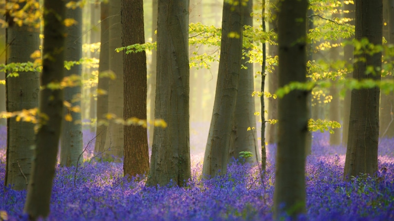 woodland, wildflower, branch, woods, europe, forest, 4K, sunlight, flower carpet, bluebell, flower, tree, bluebell carpet, spring, bluebell forest, bluebell wood