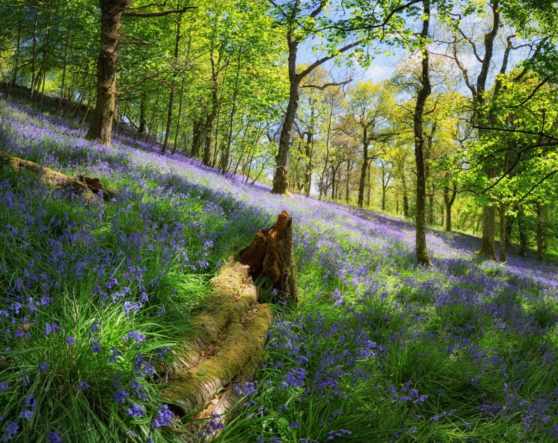 trossachs, beauty in nature, Scotland, flower, no people, domestic animals, Seasons, one animal, Europe, dog, green, pets, mammal, woodlands, Nature, flowers