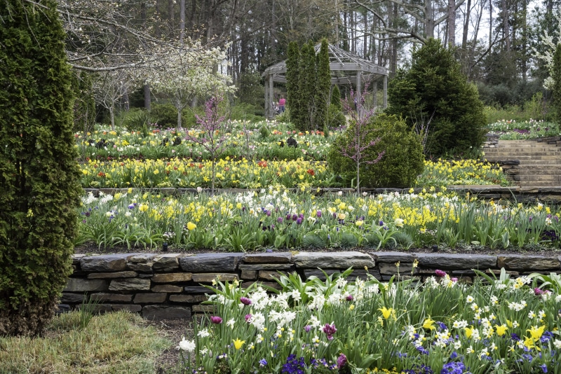formal Garden, park, duke, durham, growth, green Color, tranquility, Flowers, flowering plant, springtime, university, nature, Duke University, pond, water