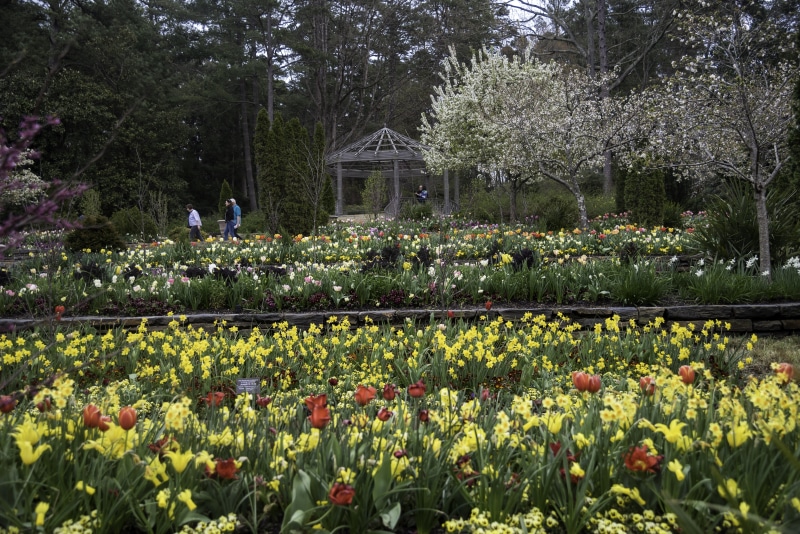 carolina, durham, greenhouse, Durham, fragility, formal Garden, gardens, tranquility, flower Head, gardening, flowerbed, no people, outdoors, day, park - man made space
