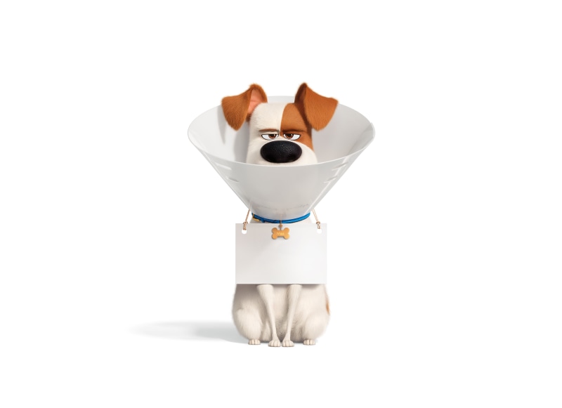 5K, Movie, Max (The Secret Life of Pets), The Secret Life of Pets 2