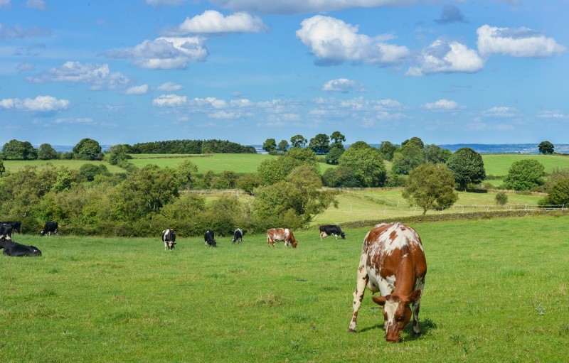 vertebrate, farm, field, animal, countryside, meadow, animals, livestock, cow, white, grazing, tree, cattle, cloud - sky, domestic animals, green color