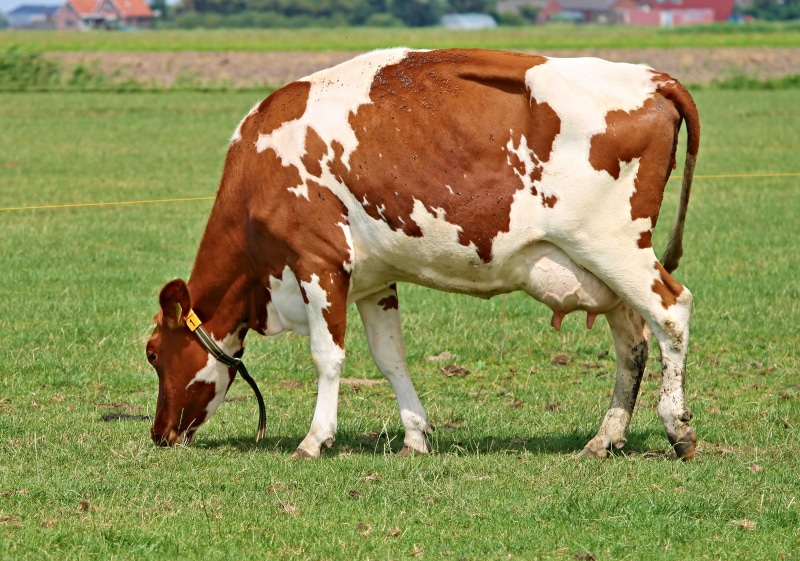 field, Milk, grass, pets, dairy Farm, livestock, Milk Cow, cattle farming, land, domestic Cattle, domestic animals, brown, ruminant, grazing, farm, meadow