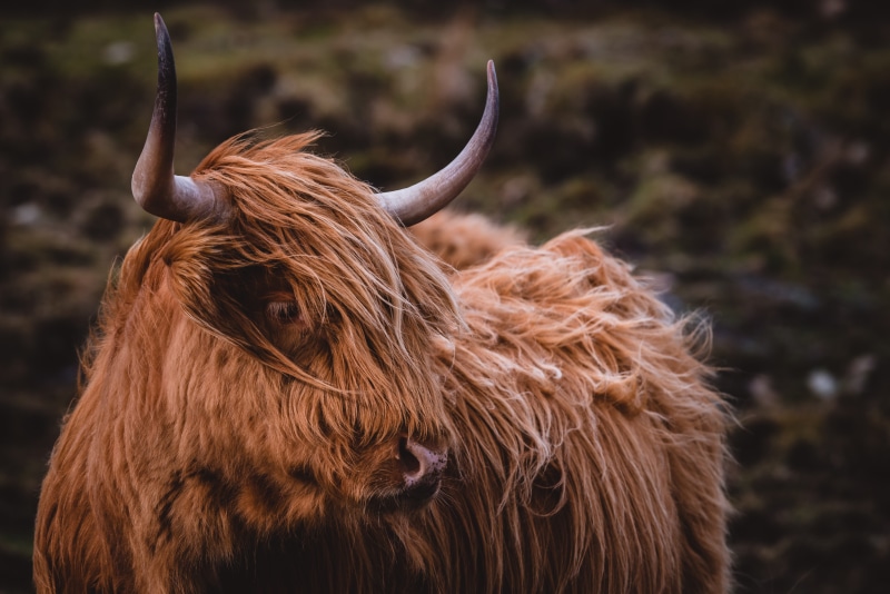 animal, cow, mammal, brown, focus, 5K, animal hair, livestock, highland cattle, vertebrate, herbivorous, animal wildlife, photo, one animal, portrait