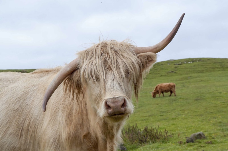 landscape, agriculture, horn, land, pets, animal themes, animal hair, mammal, highland cow, domestic, domestic cattle, highland cattle, rural Scene, domestic animals