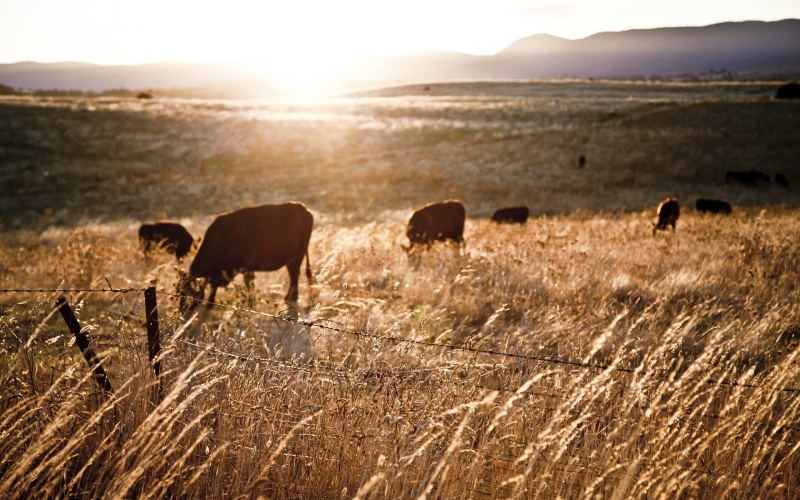 fence, domestic, domestic animals, land, field, grass, pets, cow, livestock, group of animals, 2K, animals, cows, vertebrate, sunlight, animal, animal wildlife