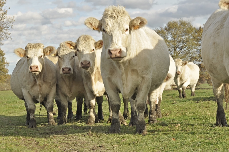 cow, grass, herd, day, animal themes, rural Scene, oxen, outdoors, 4K, grazing, pets, meadow, animal, agriculture, plant, livestock, group of animals