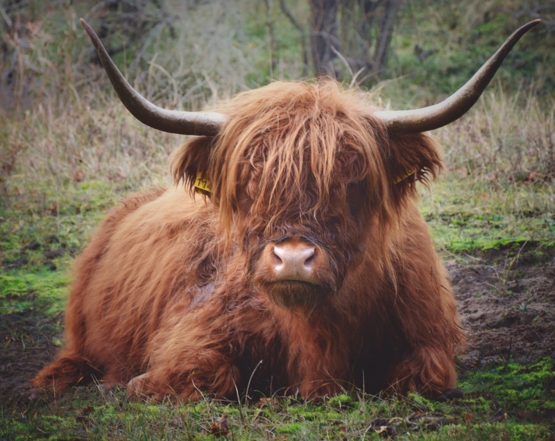 horned, field, animal themes, 2K, cattle, highland cattle, animal, domestic animals, animal hair, domestic cattle, outdoors, day, mammal, cow, calf, photo