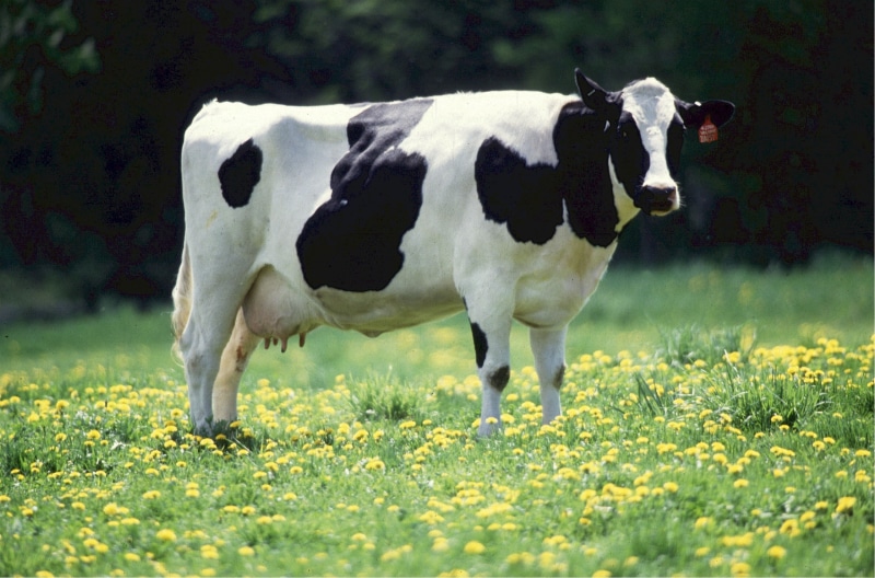 milk, grazing, no people, bovine, outdoors, farming, field, mammal, cow, rural Scene, summer, land, farm, animal, green Color, animal themes, farmland