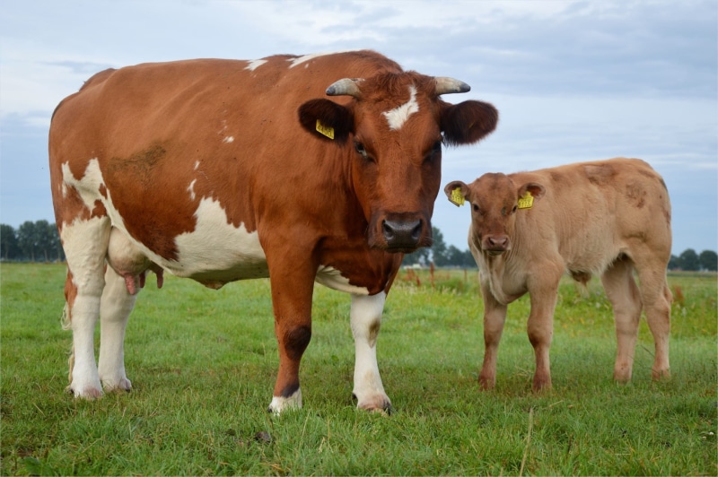 Cow, pets, white, farm, breeding, milk, two, beast, field, landscape, no people, farming, outdoors, livestock, natural, cows, grass, standing, country