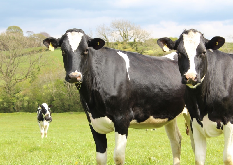 milk, food, dairy, field, pasture, bovine, sky, farming, 4K, black, white, agriculture, plant, farm, livestock tag, pets, nature, rural, landscape, grazing