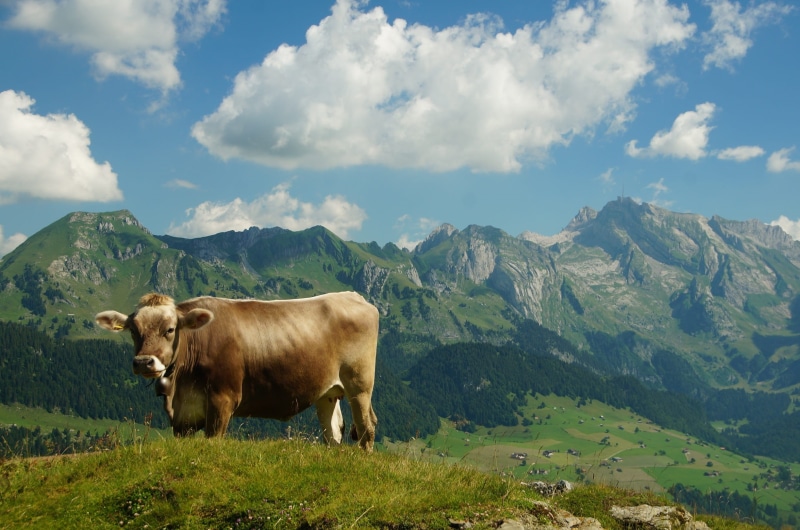 field, scenics - nature, summer, cloud - sky, domestic, farm, brown cow, mountain hiking, grazing, grass, mountain range, 1080P, rural Scene, scenics