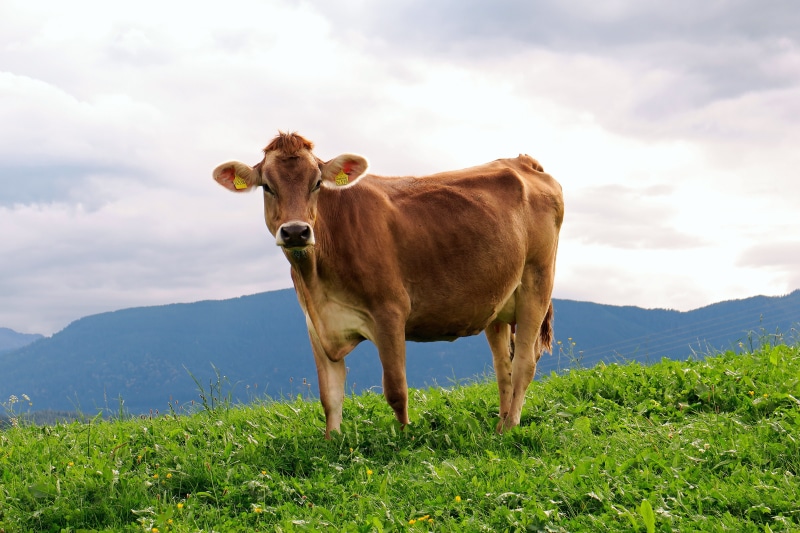 land, herbivorous, agriculture, animal portrait, pets, domestic, livestock, pasture, grass, brown swiss, no people, animal, milk cow, one animal, cattle