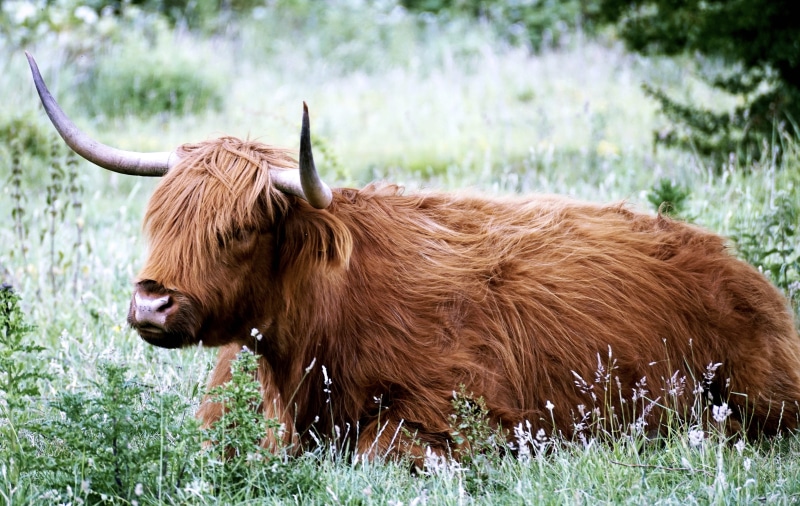 plant, 5K, horned, photo, long haired, animal, animal themes, vertebrate, pasture, animal hair, animal wildlife, hair, highlander, portrait, highland-rinder