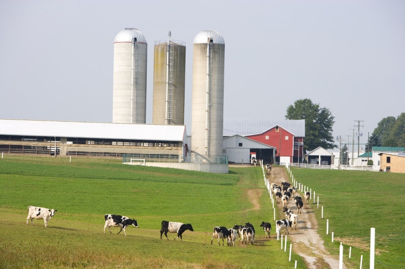 domestic, pathway, dairy farm, rural, group of animals, built structure, milk, milking, vertebrate, 1080P, countryside, mammal, building exterior, field