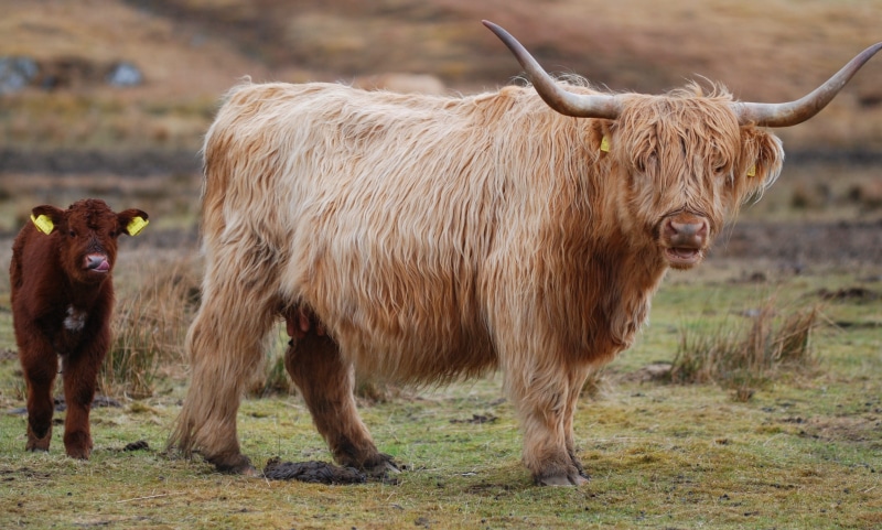 group of animals, farm, nature, outdoors, angus, cattle, horned, bull, brown, livestock, animal hair, hairy, grazing, herd, animal, mammal, highland, domestic cattle