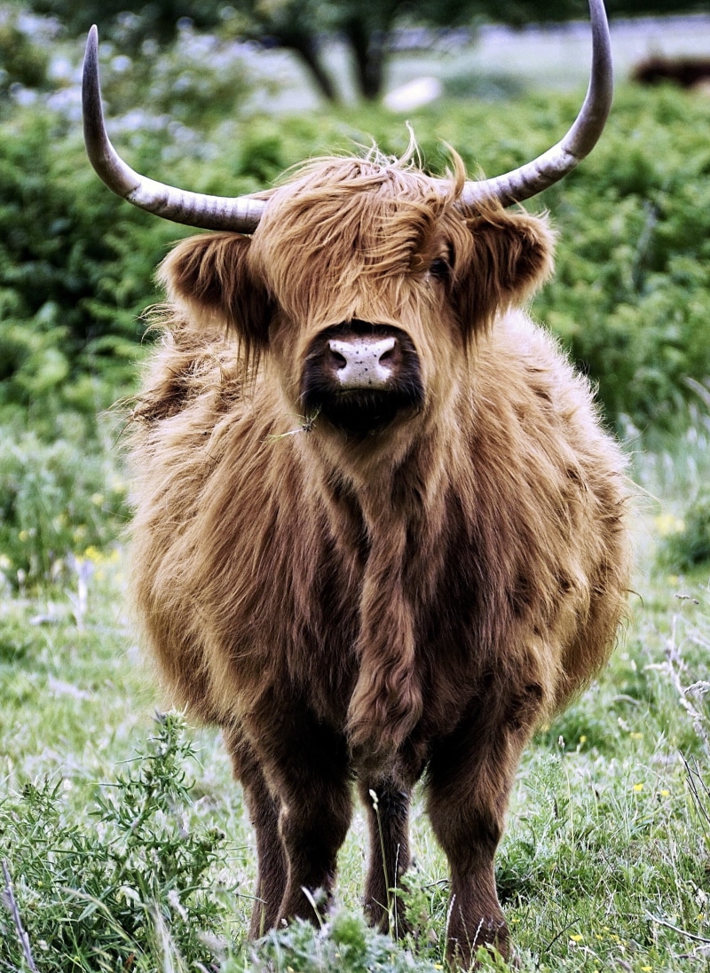 domestic, herbivorous, beef, in the, livestock, looking at camera, domestic animals, outdoors, highland beef, brown, pasture, animal hair, domestic cattle