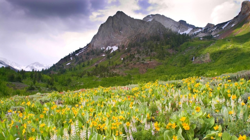  canyon, flowers, desktop, united, 2K, hd, states, creek, mountain, mcgee, spring, california