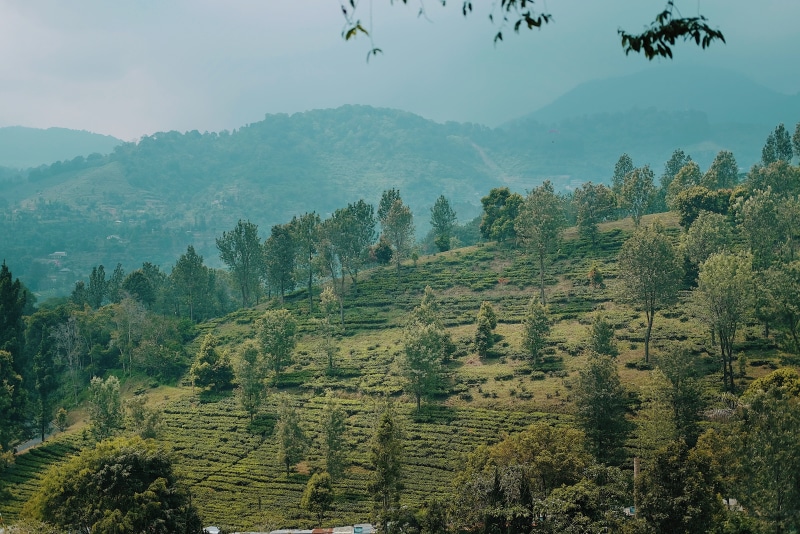 mountain, beauty in nature, tea, idyllic, field, fog, indonesia, 5K, environment, bogor, no people, scenics - nature, nature, land, sky, outdoors, plant