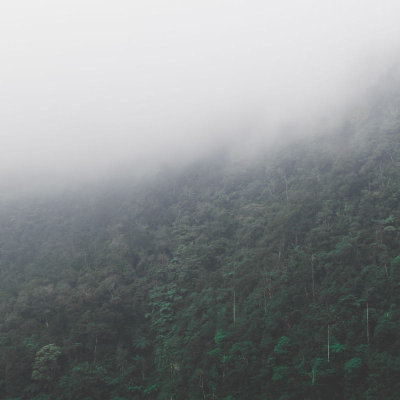 scenics - nature, environment, outdoors, day, plant, landscape, beauty in nature, paintball puncak bogor, tranquil scene, sky, bogor, indonesia, tree, forest