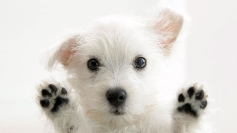 cute, animal, one animal, pets, animal eye, indoors, studio shot, portrait, small, no people, canine, dog, young animal, domestic animals, white background