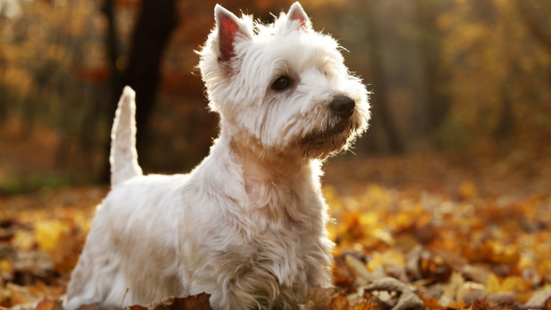 autumn, focus on foreground, hair, 8k white west highland white terrier dog haircut picture, domestic, leaf, nature, one animal, domestic animals, hairstyle