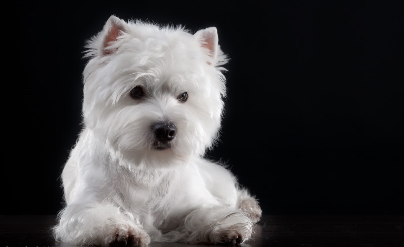 The West highland white Terrier, background, 5K, Puppy, baby