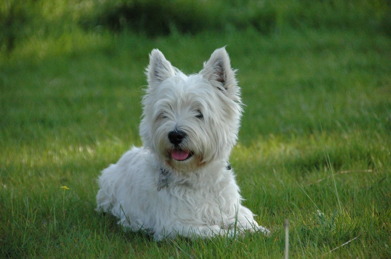 one animal, dog, west highland white terrier, domestic, focus on foreground, nature, canine, mammal, 2K, outdoors, westie, grass, pets, white color, west highland terrier