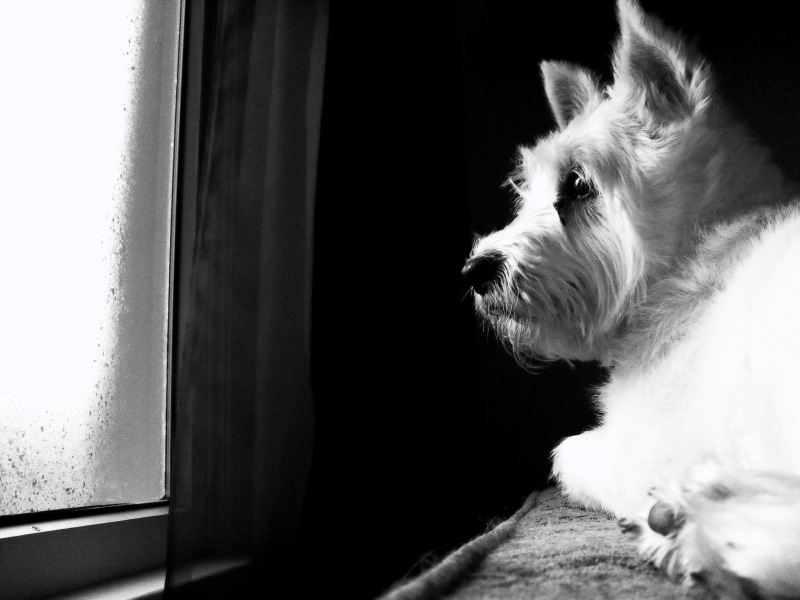 puppy, 2K, animals, ruby, black and white, west highland terrier