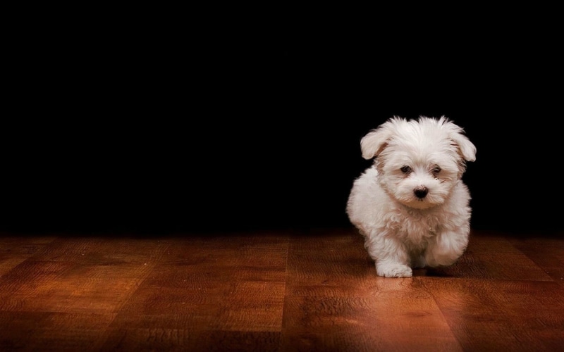 no people, pets, wood, indoors, black background, 1080P, domestic animals, Dogs, young animal, hardwood floor, mammal, purebred dog, canine, one animal