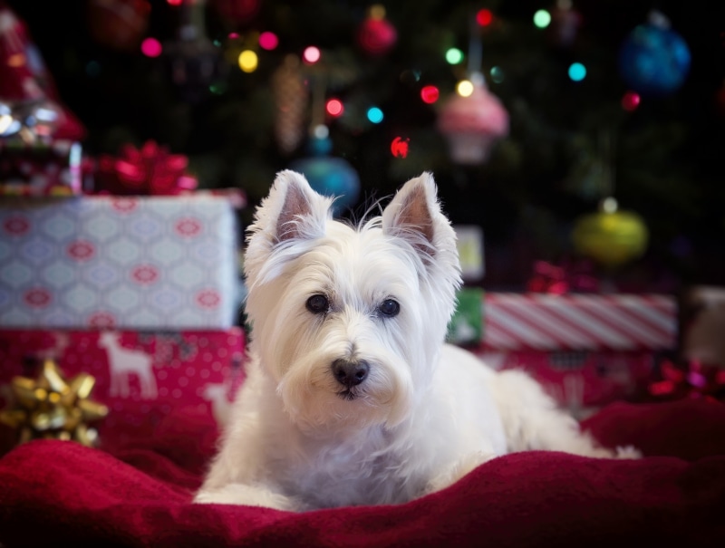 look, 1080P, The West highland white Terrier, dog