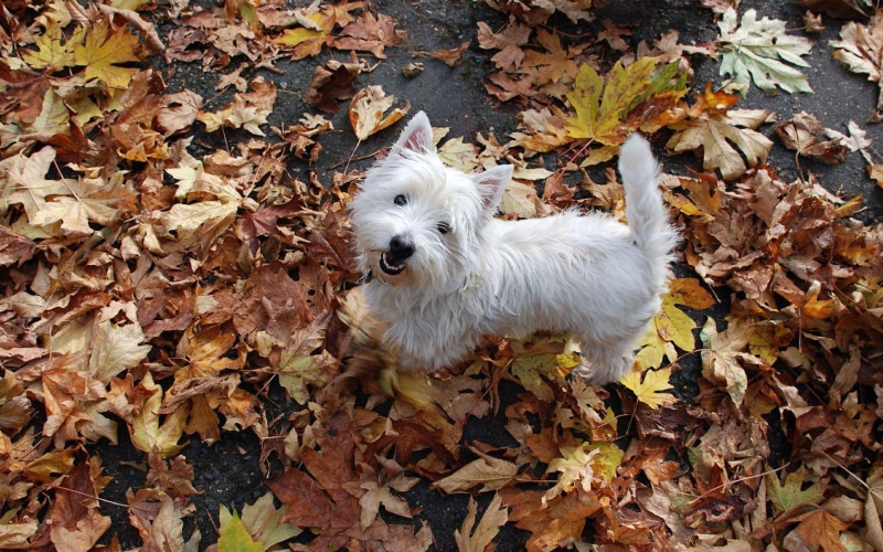 animals, white, 1920x1200, leaves, long, westie, 1080P, west highland white terrier, coated, dog