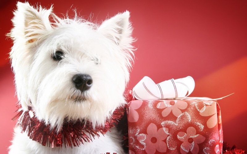 west Highland White Terrier, white color, box, west, adult, no people, purebred Dog, animal themes, mammal, highland, fluffy, animal head, fun, portrait