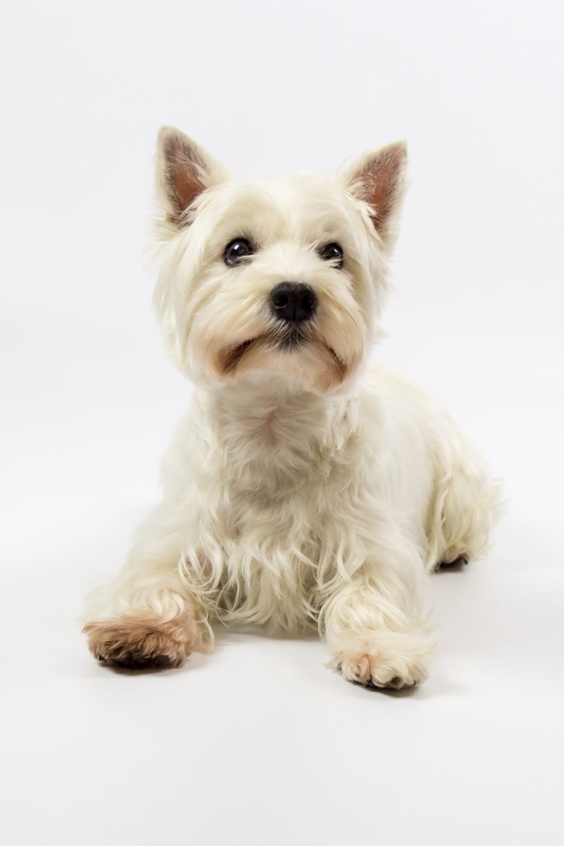 white Background, dog, one Animal, domestic, cute, pets, looking At Camera, studio Shot, purebred Dog, west Highland White Terrier, adorable, studio portrait