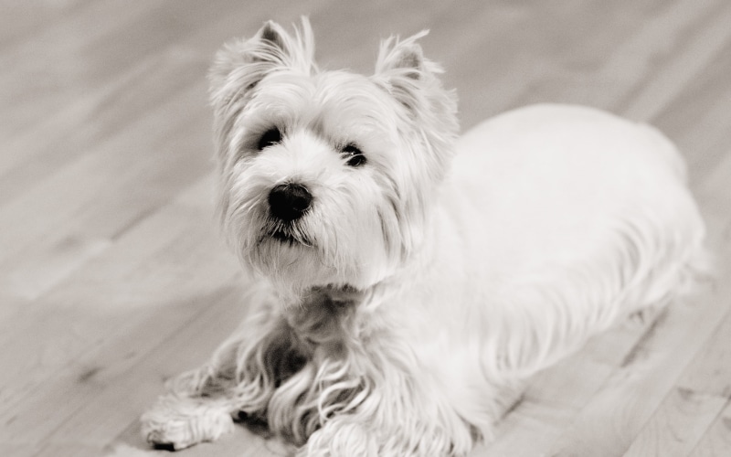 hair, young Animal, west, small, animal hair, cute, canine, friendship, flooring, mammal, looking, purebred Dog, puppy, domestic, fluffy, one Animal, dog