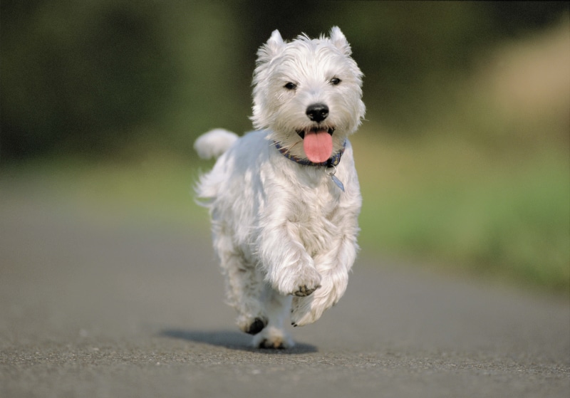 puppy, cute, road, mouth open, running, domestic, animal, fur, 5K, one Animal, animal themes, west Highland White Terrier, small, terrier, asphalt, purebred Dog
