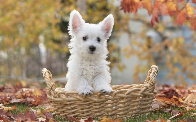 dog, plant, focus on foreground, 720P, highland, mammal, puppy, domestic, leaf, one animal, animal themes, day, white color, portrait, animal, nature
