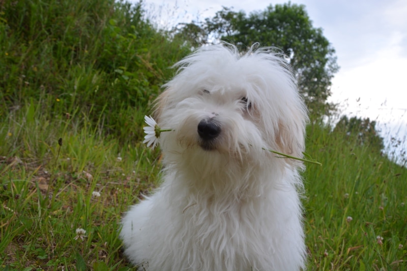 vertebrate, animal hair, cute, field, nature, Cotton, purebred Dog, white fur, domestic, Domestic Animal, one Animal, pets, canine, adult, young, flower