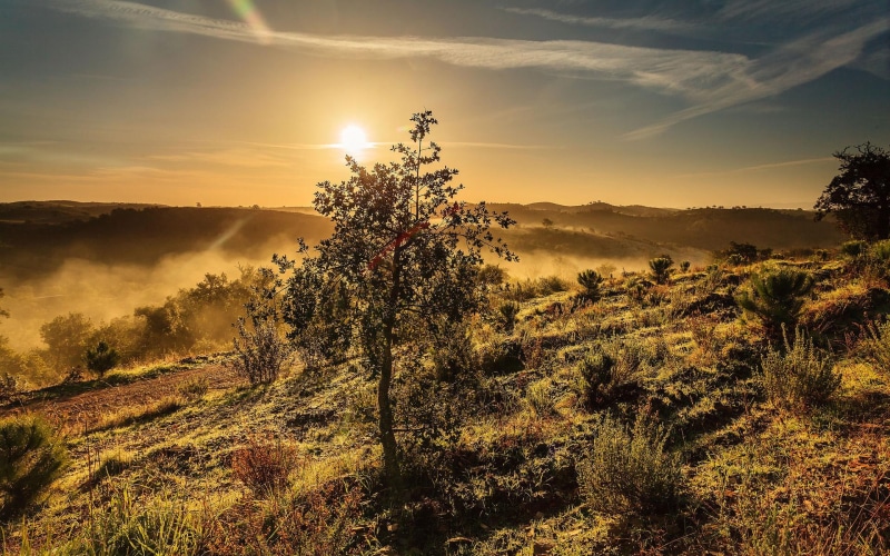pictures, trees, sky, sunrise, landscapes, hills, sunset, high, mist, resolution, fog, 1080P, sunrise - sunset